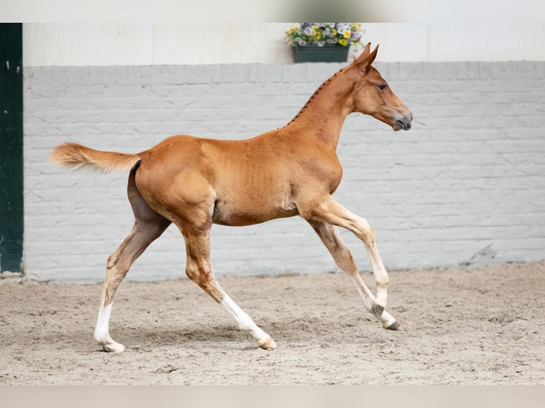 Zangersheider Stallion Foal (07/2026) Chestnut-Red in Heerde