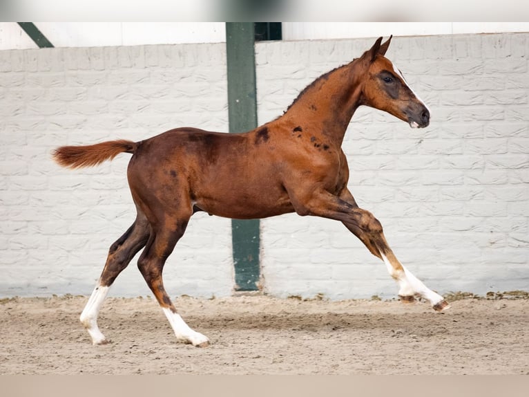 Zangersheider Stallion Foal (07/2026) Chestnut-Red in Heerde