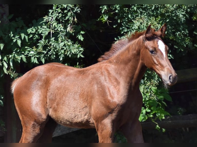 Zangersheider Stallion Foal (05/2023) Chestnut-Red in Merzen