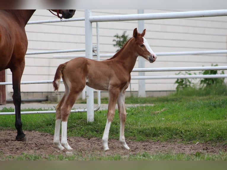 Zangersheider Stallion  Chestnut-Red in Nowy Tomysl