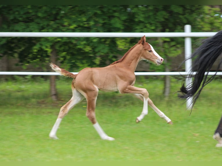 Zangersheider Stallion  Chestnut-Red in Nowy Tomysl