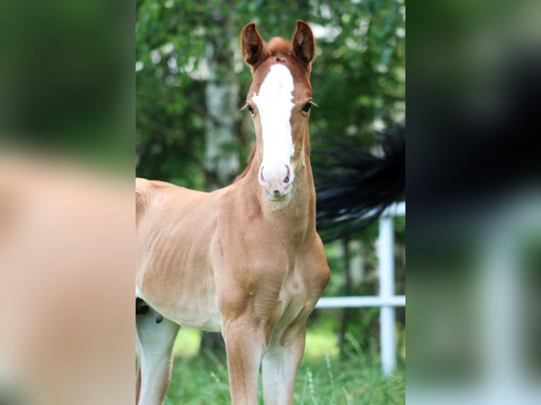 Zangersheider Stallion  Chestnut-Red in Nowy Tomysl