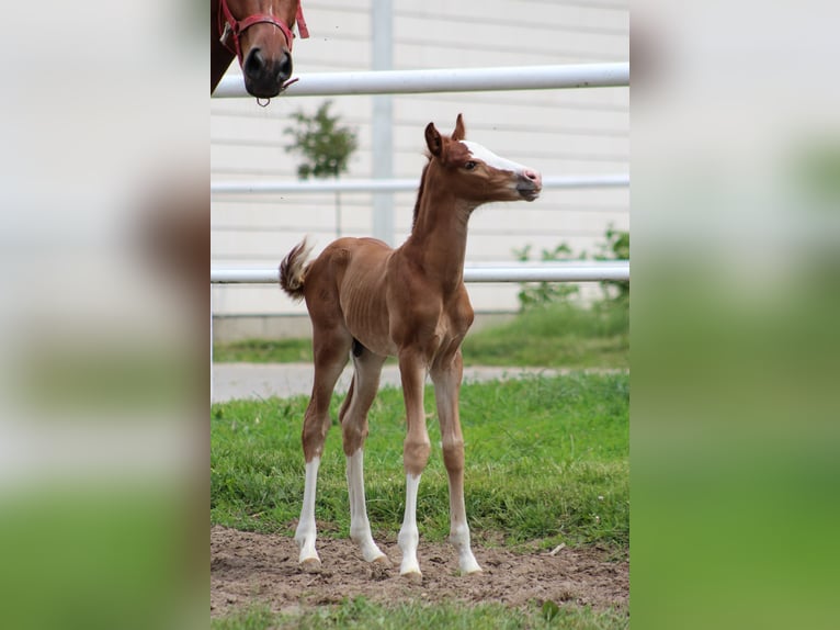 Zangersheider Stallion  Chestnut-Red in Nowy Tomysl