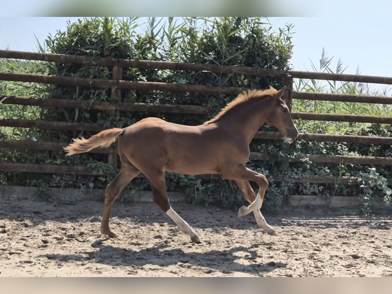 Zangersheider Stallion Foal (03/2025) Chestnut-Red in Oberhoffen-sur-Moder