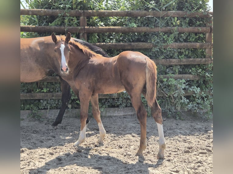 Zangersheider Stallion Foal (03/2025) Chestnut-Red in Oberhoffen-sur-Moder