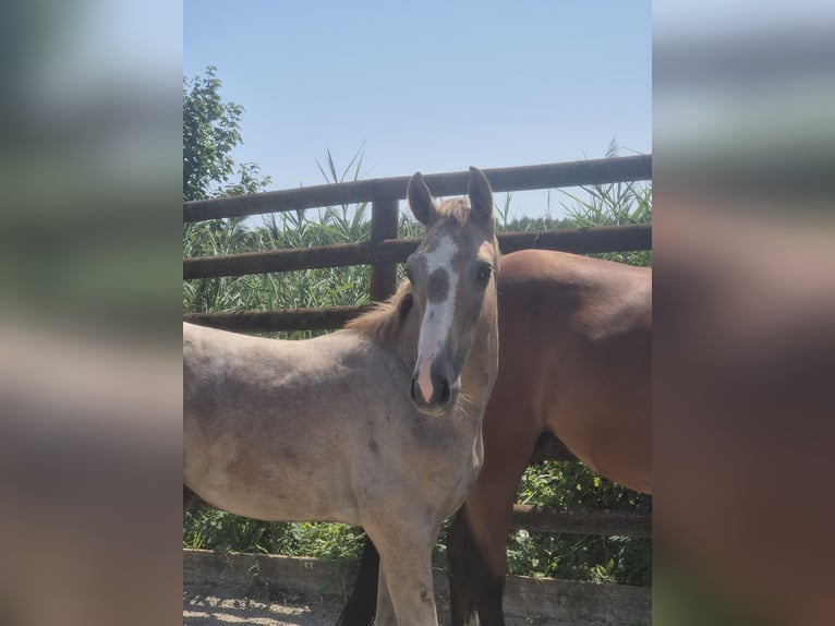 Zangersheider Stallion Foal (03/2025) Chestnut-Red in Oberhoffen-sur-Moder