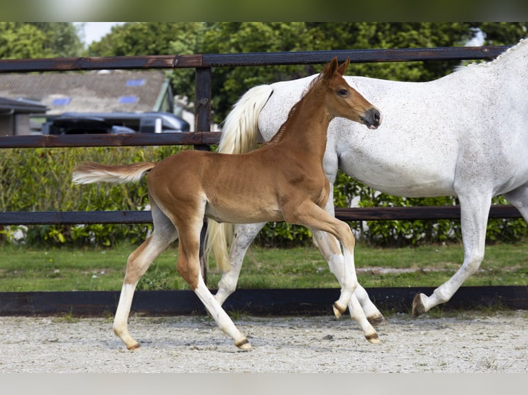 Zangersheider Stallion Foal (06/2025) Chestnut-Red in Waddinxveen