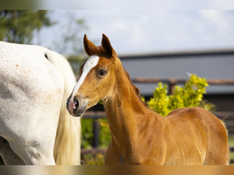 Zangersheider Stallion Foal (06/2025) Chestnut-Red in Waddinxveen