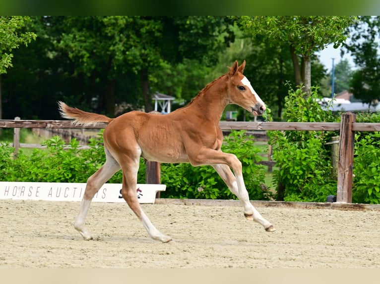 Zangersheider Stallion Foal (04/2026) Chestnut in Bladel