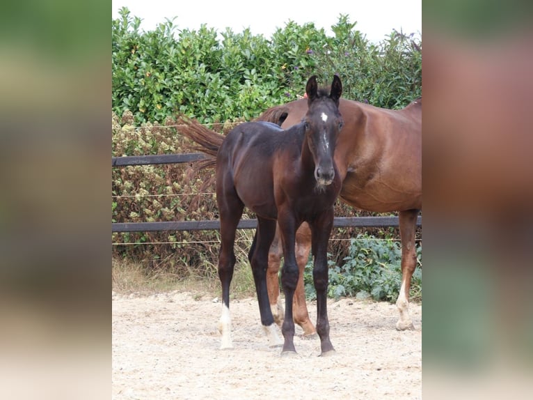 Zangersheider Stallion Foal (04/2025) Chestnut in GROTE-BROGEL
