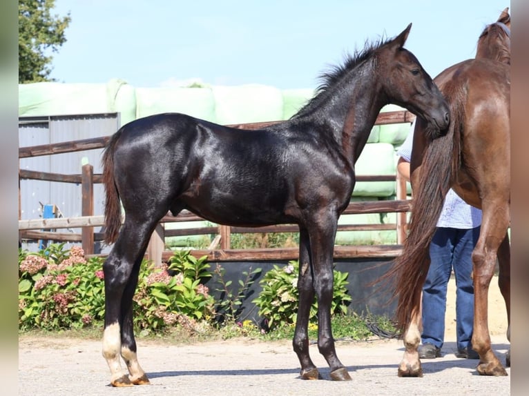 Zangersheider Stallion Foal (04/2025) Chestnut in GROTE-BROGEL