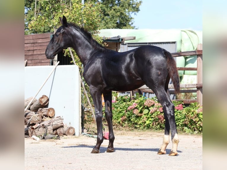 Zangersheider Stallion Foal (04/2025) Chestnut in GROTE-BROGEL