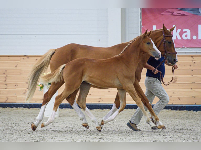 Zangersheider Stallion Foal (04/2026) Chestnut in Győr