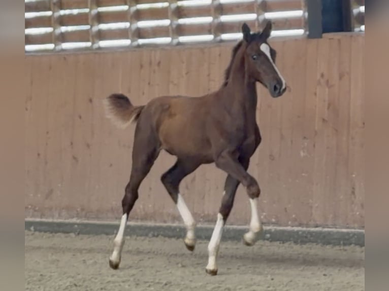 Zangersheider Stallion Foal (05/2026) Chestnut in Kedichem