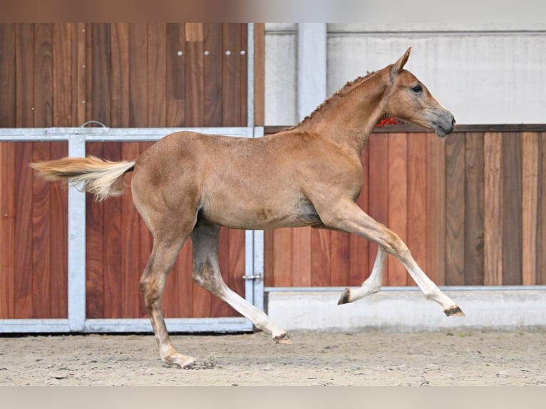 Zangersheider Stallion Foal (04/2025) Chestnut in Zelle