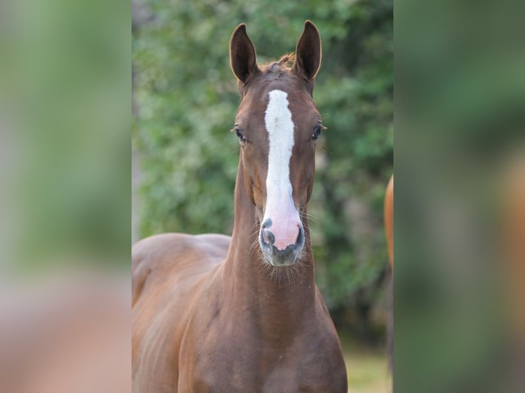 Zangersheider Stallion Foal (04/2025) Chestnut in Zelle