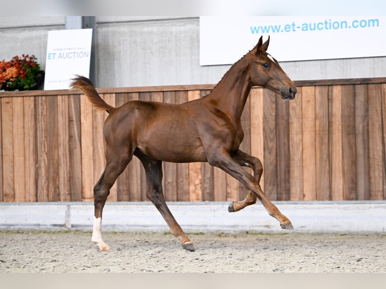 Zangersheider Stallion Foal (04/2025) Chestnut in Zelle
