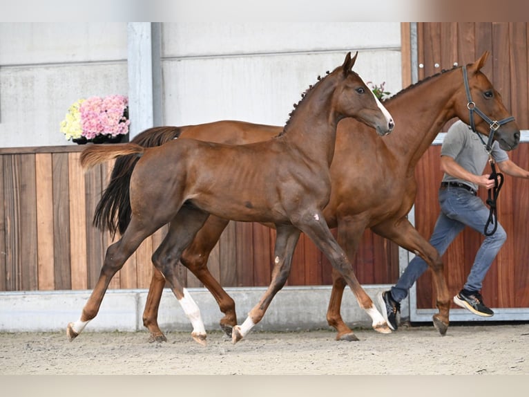 Zangersheider Stallion Foal (04/2025) Chestnut in Zelle