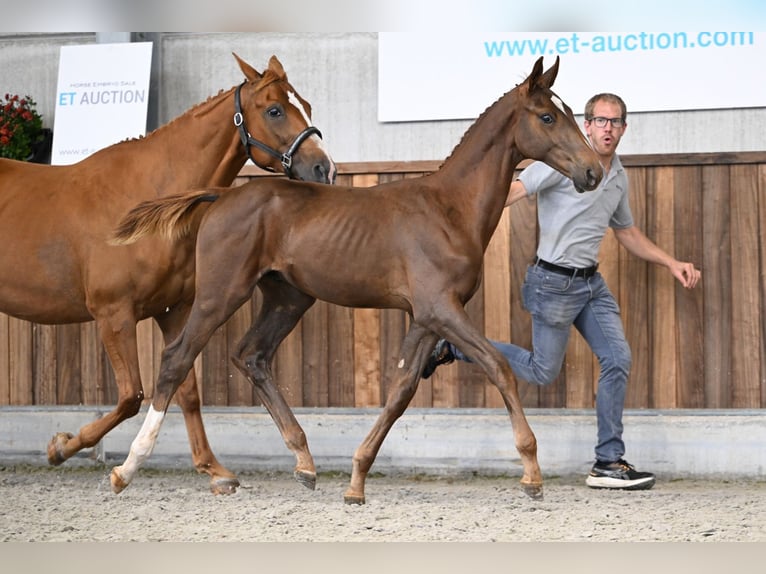 Zangersheider Stallion Foal (04/2025) Chestnut in Zelle