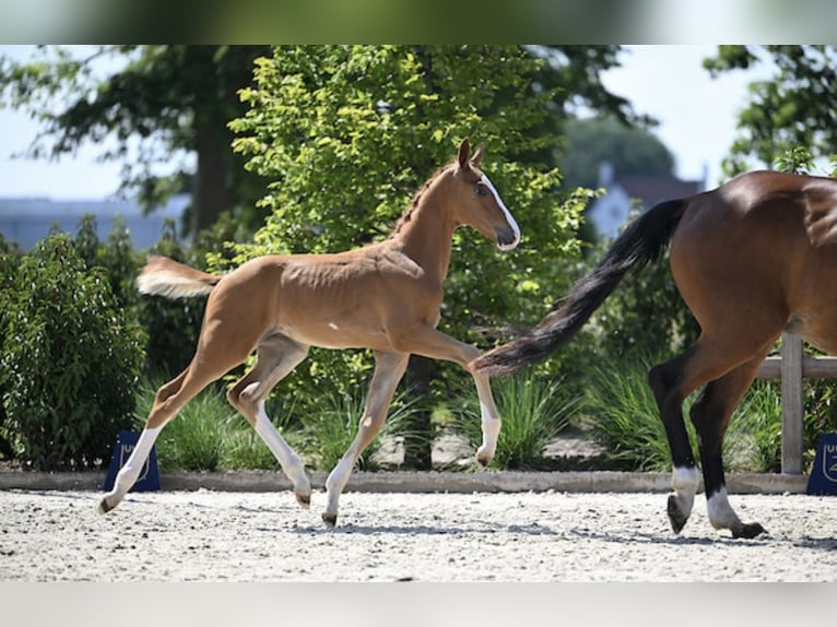 Zangersheider Stallion Foal (05/2025) Chestnut in Zottegem