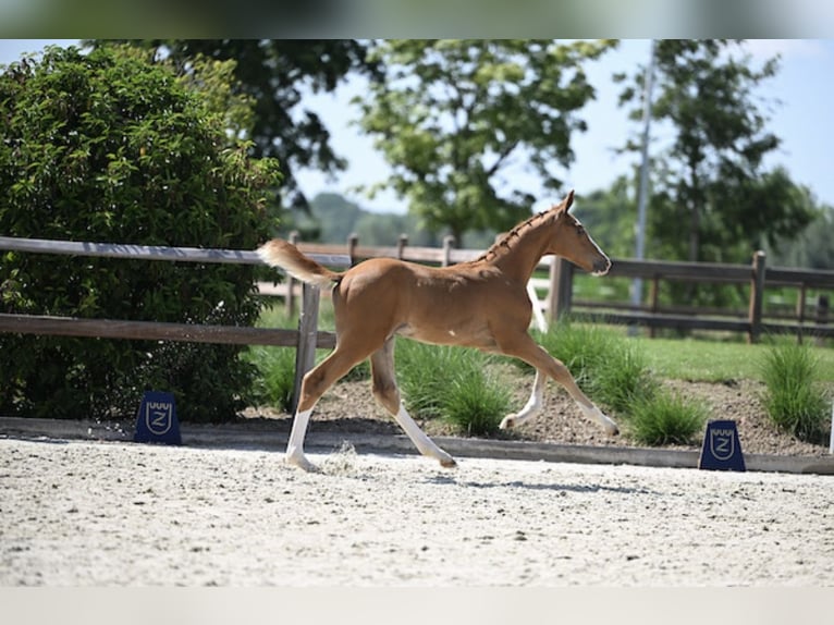 Zangersheider Stallion Foal (05/2025) Chestnut in Zottegem