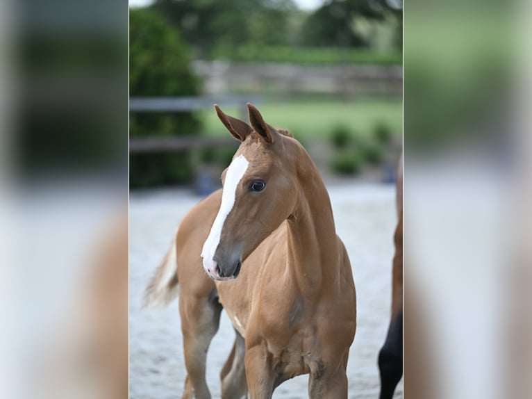 Zangersheider Stallion Foal (05/2025) Chestnut in Zottegem