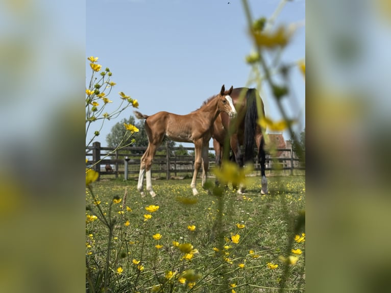 Zangersheider Stallion  Chestnut in Zottegem