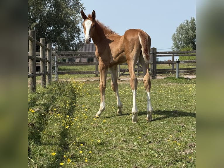 Zangersheider Stallion  Chestnut in Zottegem