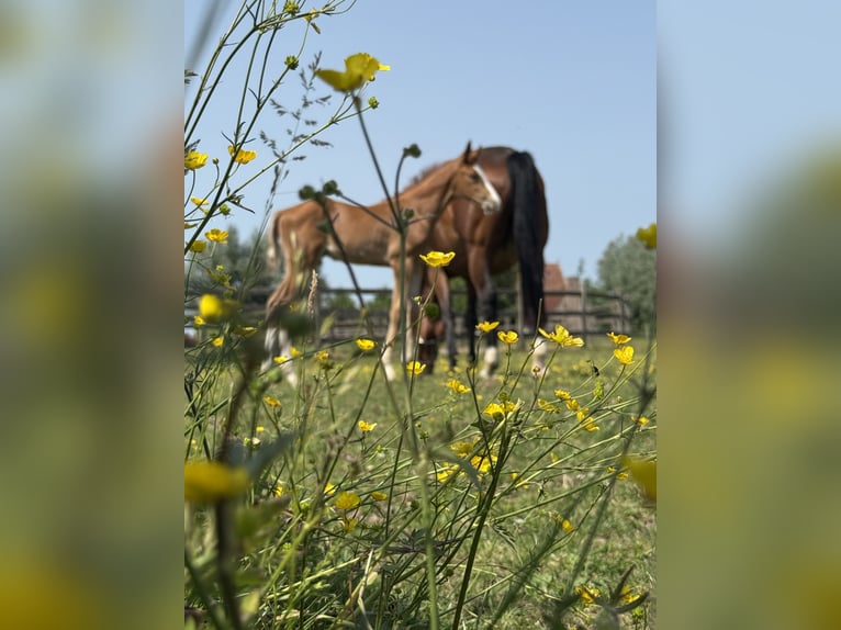 Zangersheider Stallion  Chestnut in Zottegem