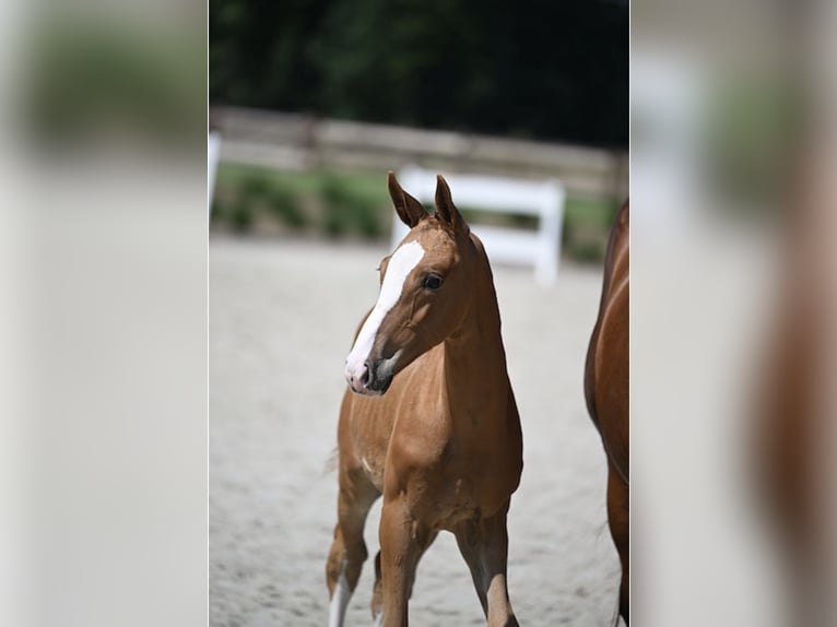 Zangersheider Stallion Foal (05/2025) Chestnut in Zottegem