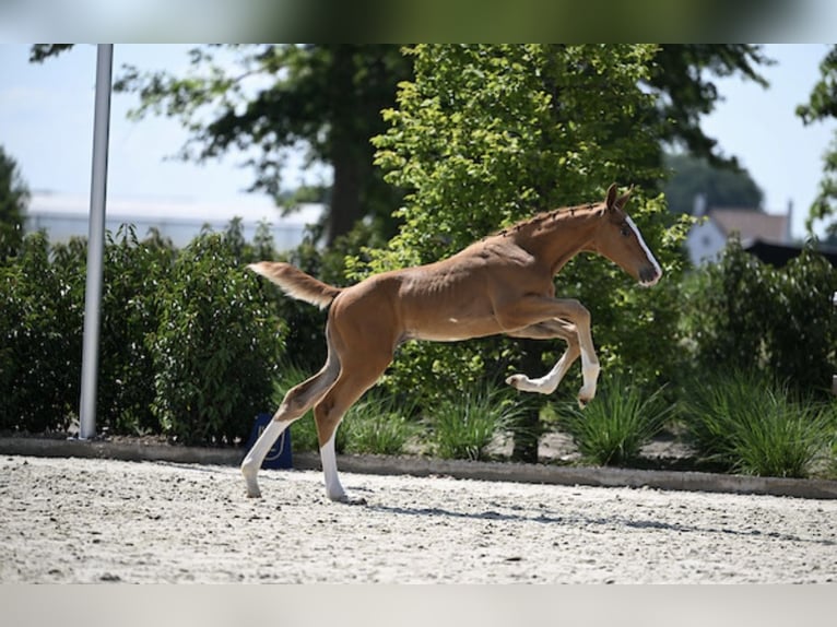Zangersheider Stallion Foal (05/2025) Chestnut in Zottegem