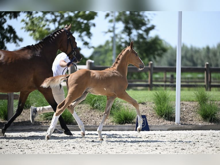 Zangersheider Stallion Foal (05/2025) Chestnut in Zottegem