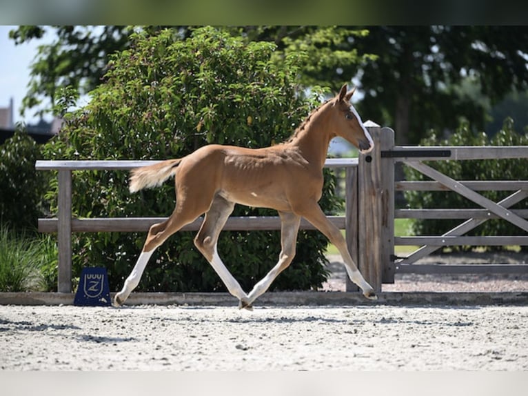 Zangersheider Stallion Foal (05/2025) Chestnut in Zottegem