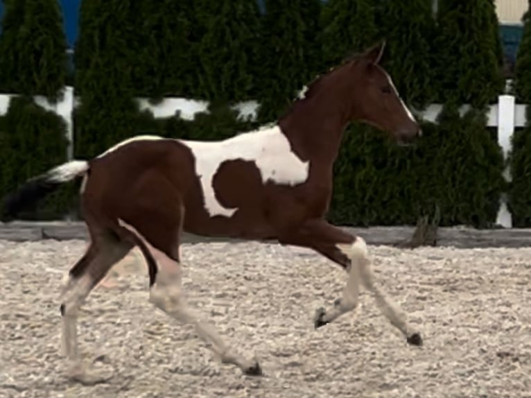 Zangersheider Stallion Foal (05/2024) in GROTE-BROGEL