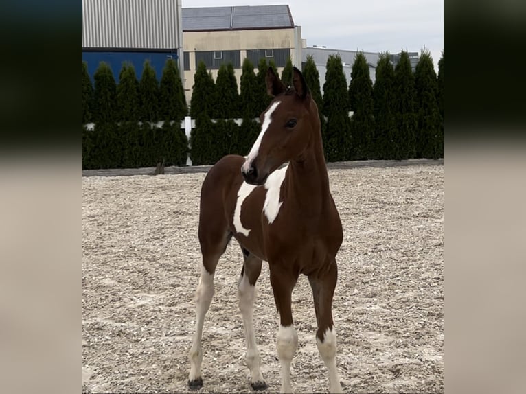 Zangersheider Stallion Foal (05/2024) in GROTE-BROGEL