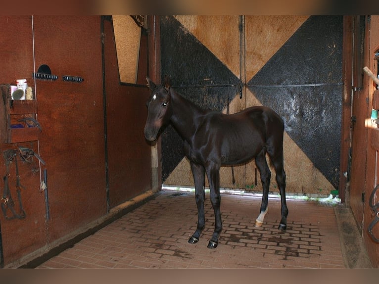 Zangersheider Stallion Foal (05/2026)  in Zielona góra
