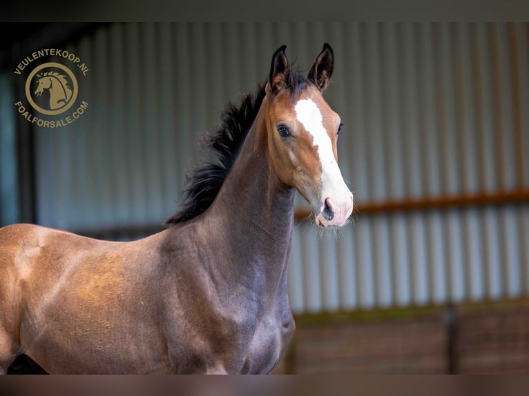 Zangersheider Stallion Foal (05/2024) Gray in Kring van Dorth