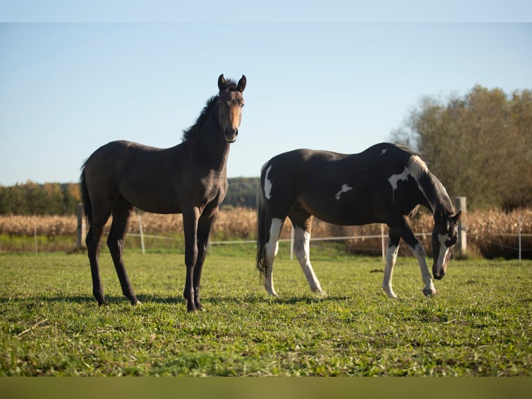 Zangersheider Stallion Foal (05/2025) Grey in Janowo Zangersheider Stallion Foal (05/2025) Grey in Janowo