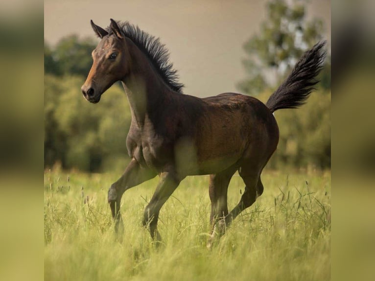 Zangersheider Stallion Foal (05/2025) Grey in Janowo Zangersheider Stallion Foal (05/2025) Grey in Janowo