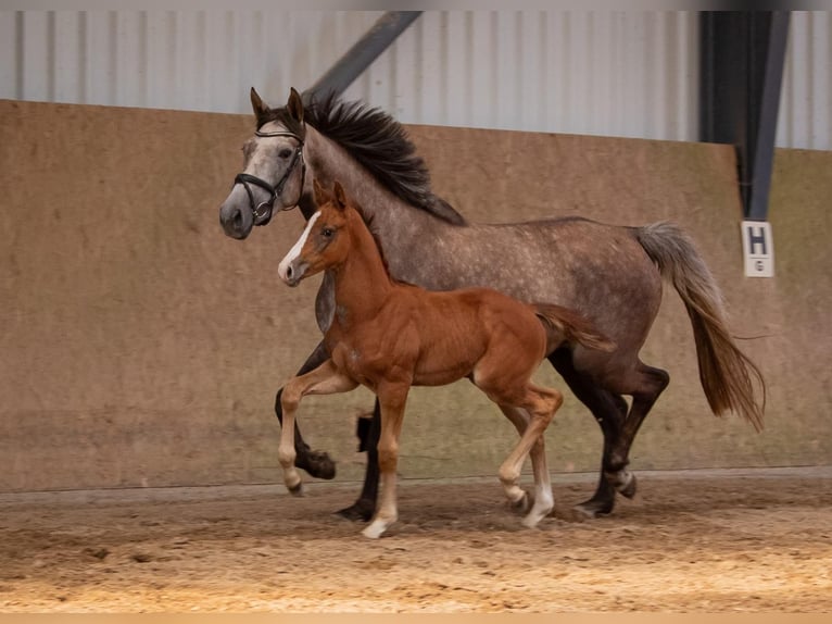 Zangersheider Stallion Foal (05/2025) Grey in Seetz