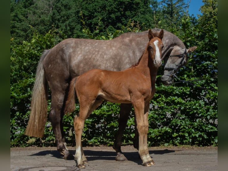 Zangersheider Stallion Foal (05/2025) Grey in Seetz