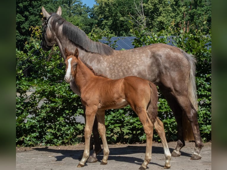 Zangersheider Stallion Foal (05/2025) Grey in Seetz