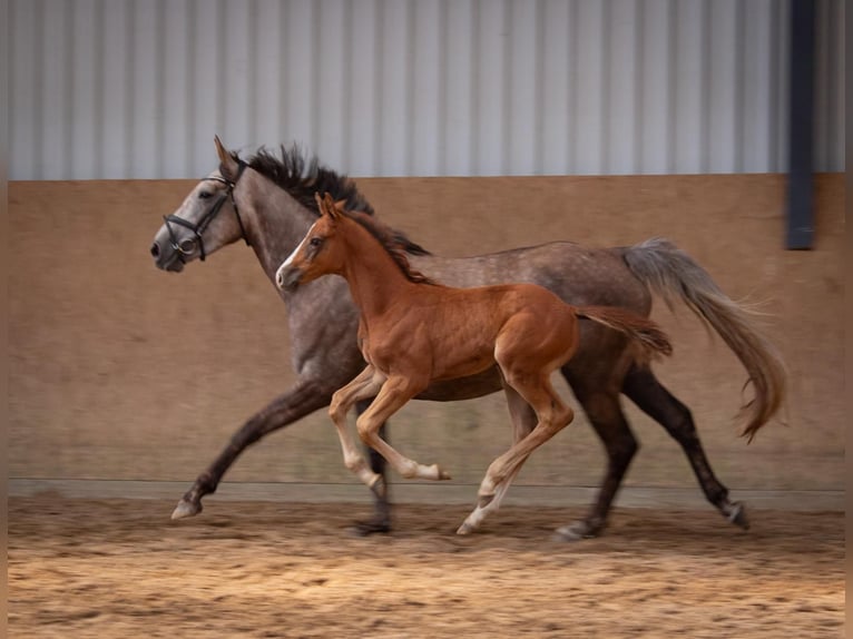 Zangersheider Stallion Foal (05/2025) Grey in Seetz