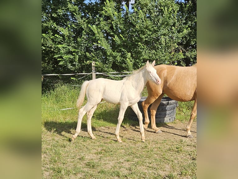 Zangersheider Stallion Foal (04/2024) Perlino in Monflanquin