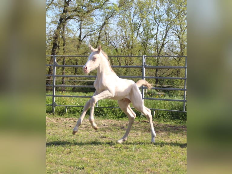 Zangersheider Stallion Foal (04/2024) Perlino in Monflanquin