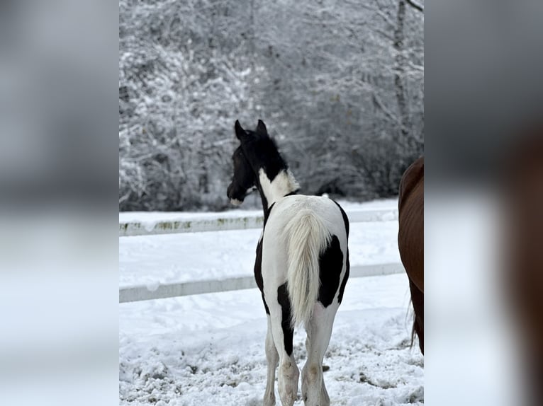 Zangersheider Stallion Foal (05/2025) Pinto in Mokrzyska