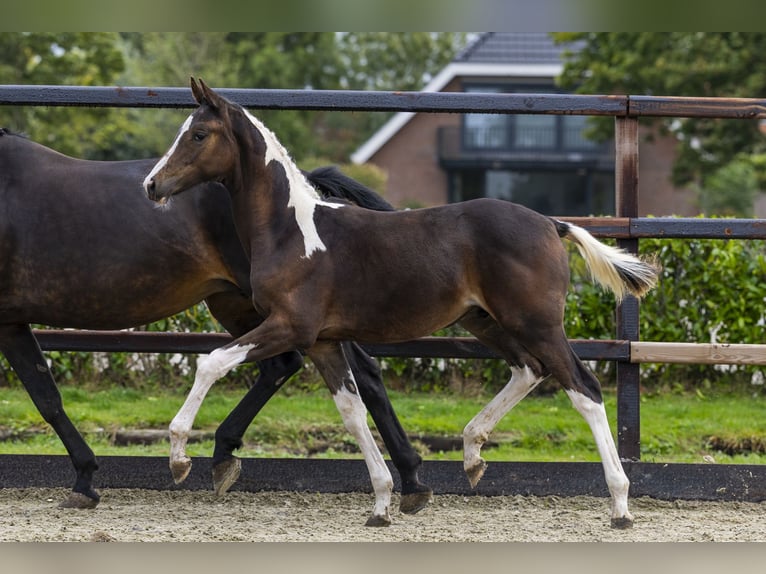 Zangersheider Stallion Foal (04/2025) Pinto in Waddinxveen