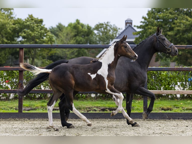 Zangersheider Stallion Foal (04/2025) Pinto in Waddinxveen