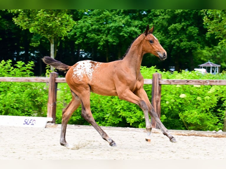 Zangersheider Stallion  in Bladel