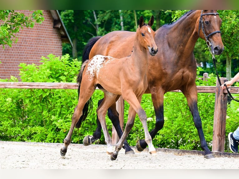 Zangersheider Stallion  in Bladel